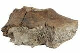 Fossil Dinosaur Bone - South Dakota #192689-3